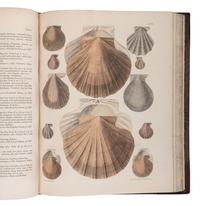 [NATURAL HISTORY]. BROWN, Thomas (1785-1862). Illustrations of Fossil Conchology. London: Smith, Elder, and Co., 1849.