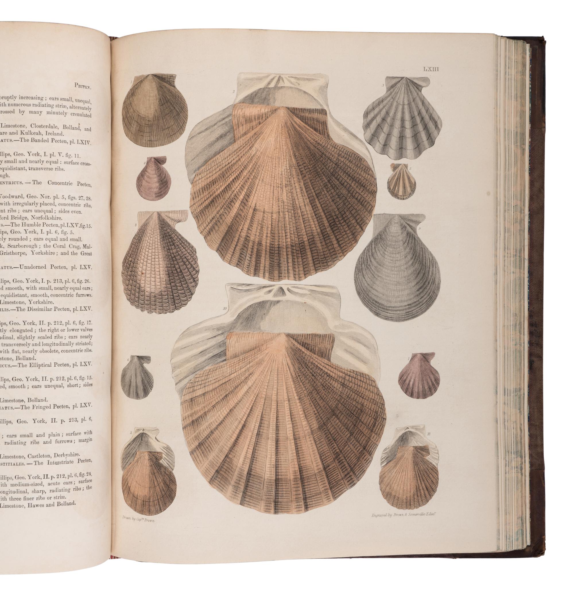 [NATURAL HISTORY]. BROWN, Thomas (1785-1862). Illustrations of Fossil Conchology. London: Smith, Elder, and Co., 1849.
