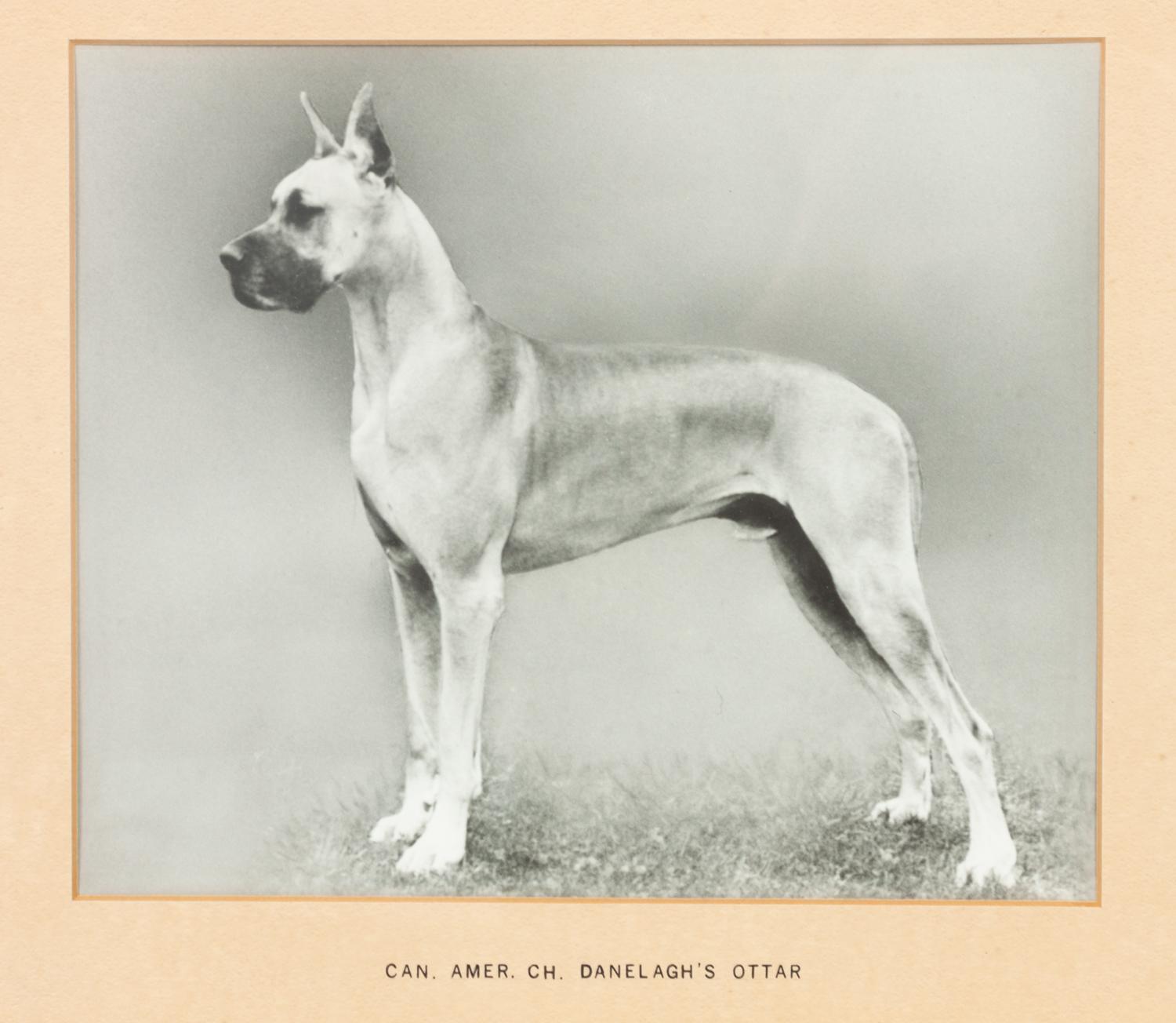 Two Prints depicting Great Danes Larger: 7 3/4 x 9 1/4 inches.