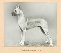 Two Prints depicting Great Danes Larger: 7 3/4 x 9 1/4 inches.