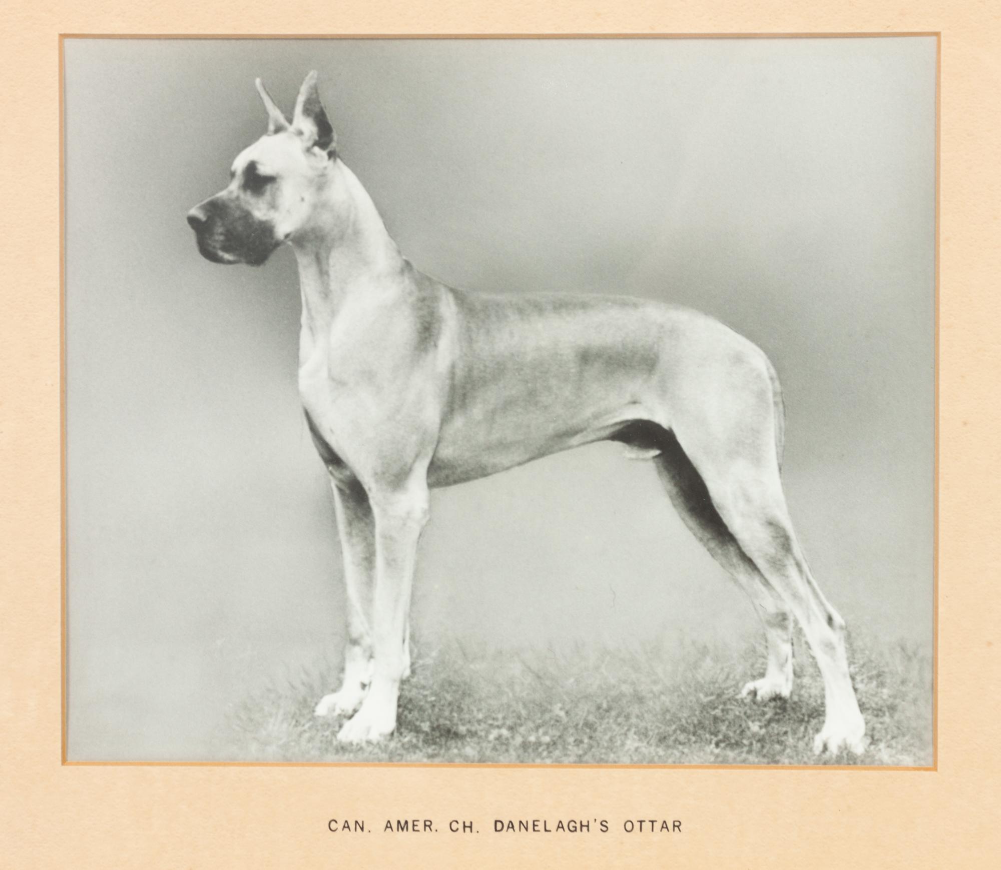 Two Prints depicting Great Danes Larger: 7 3/4 x 9 1/4 inches.