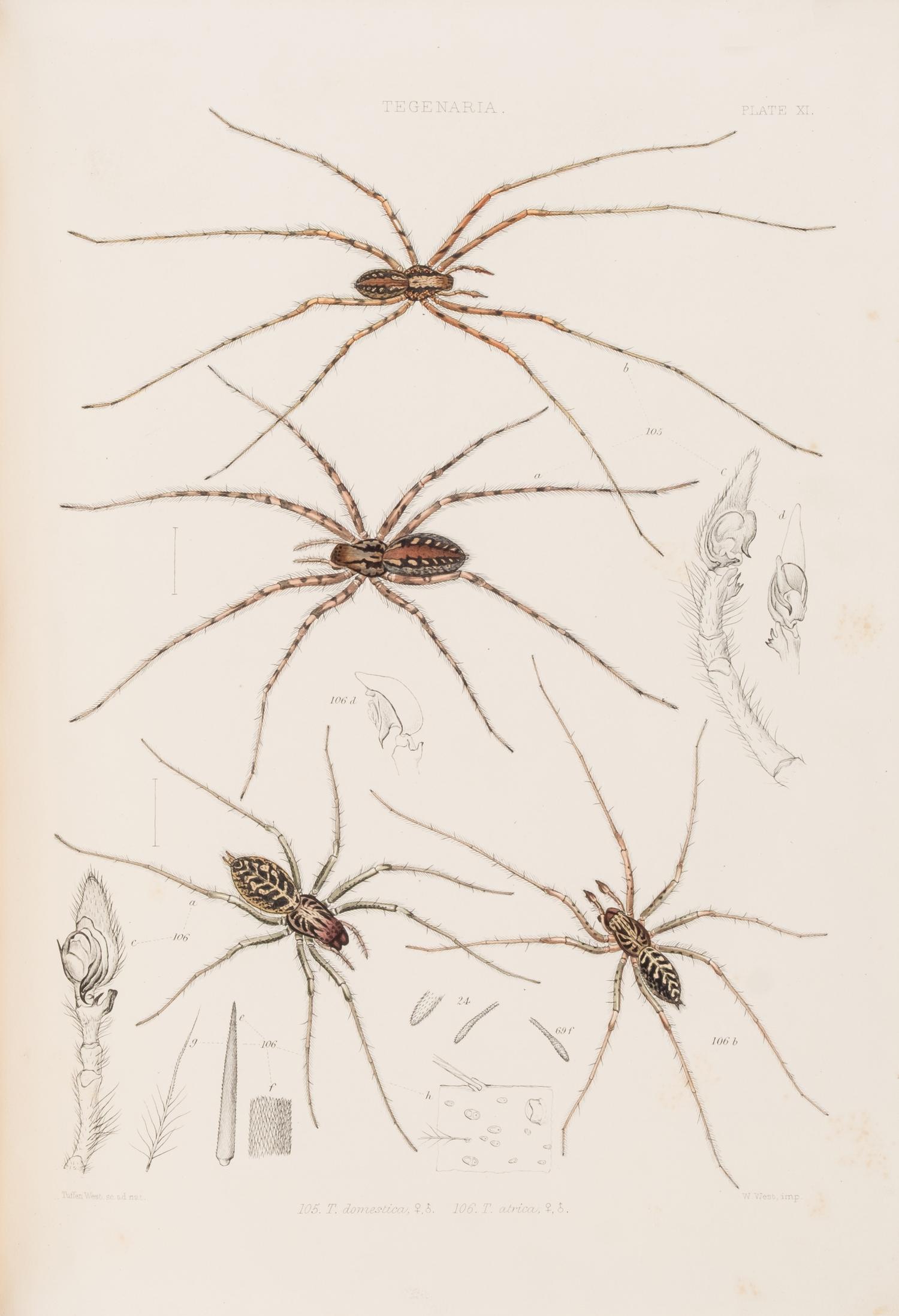 [Natural History] Blackwall, John. A History of the Spiders of Great Britain and Ireland