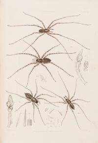 [Natural History] Blackwall, John. A History of the Spiders of Great Britain and Ireland