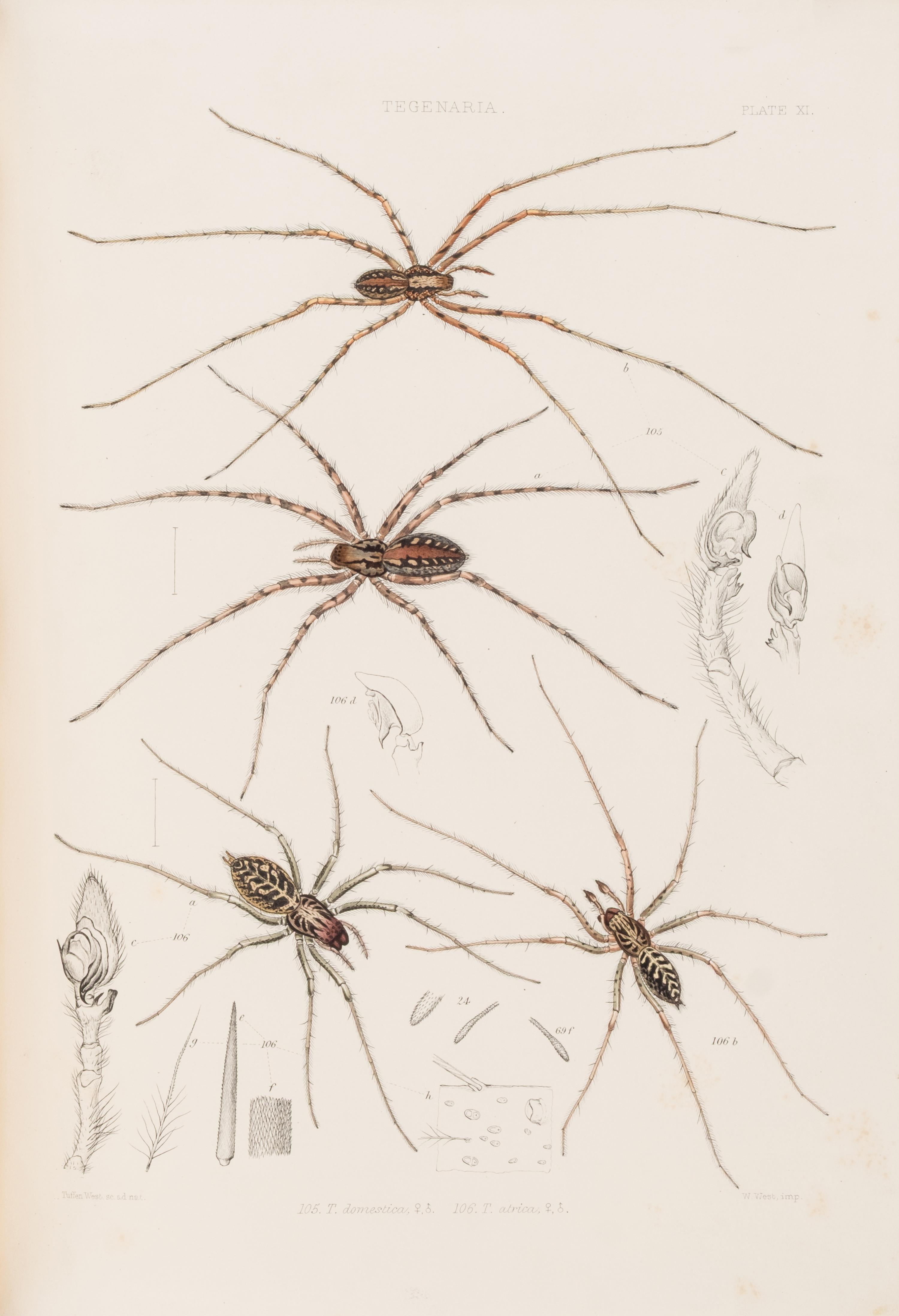 [Natural History] Blackwall, John. A History of the Spiders of Great Britain and Ireland