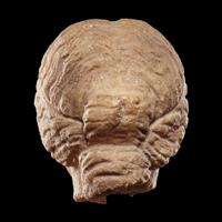 A Roman Marble Portrait Head of a Woman