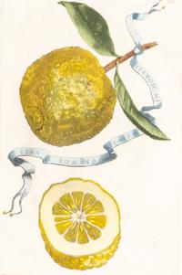 A Set of Eight Giovanni Battista Ferrari Colored Engravings of Fruit From Hesperides