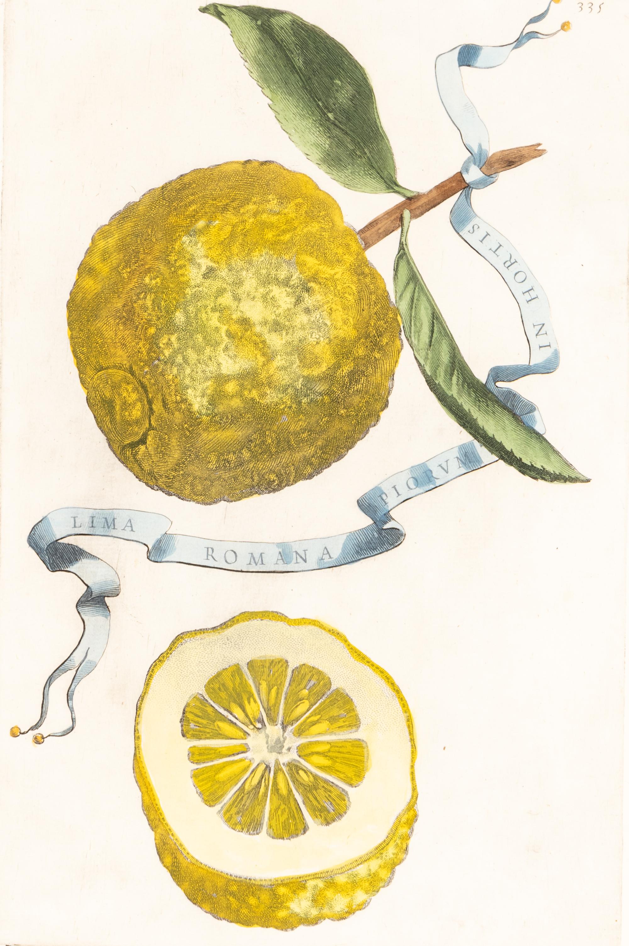 A Set of Eight Giovanni Battista Ferrari Colored Engravings of Fruit From Hesperides
