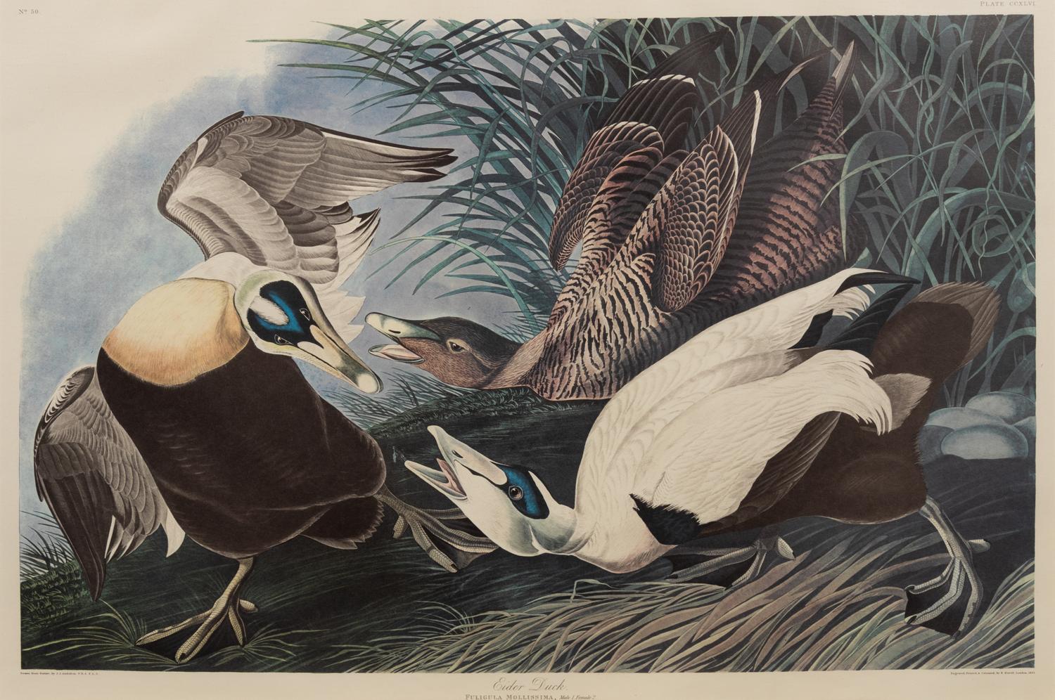 After John James Audubon (American, 1785-1851)