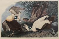 After John James Audubon (American, 1785-1851)