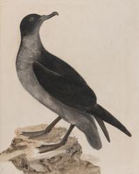 SELBY, Prideaux John (British, 1788-1867) Cinerous Shearwater (Plate 102) Twizell House, 1832