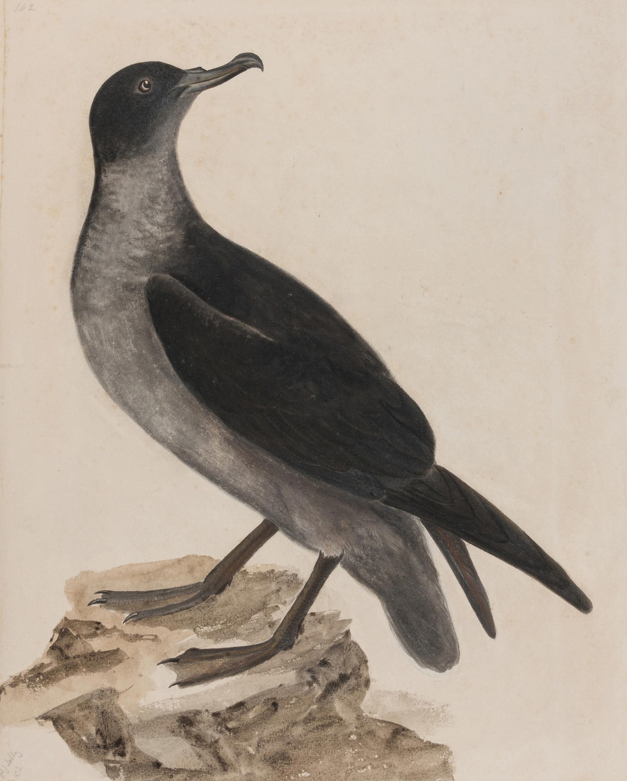SELBY, Prideaux John (British, 1788-1867) Cinerous Shearwater (Plate 102) Twizell House, 1832