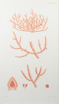 A Set of Three Framed Decorative Prints of Coral — 20TH CENTURY