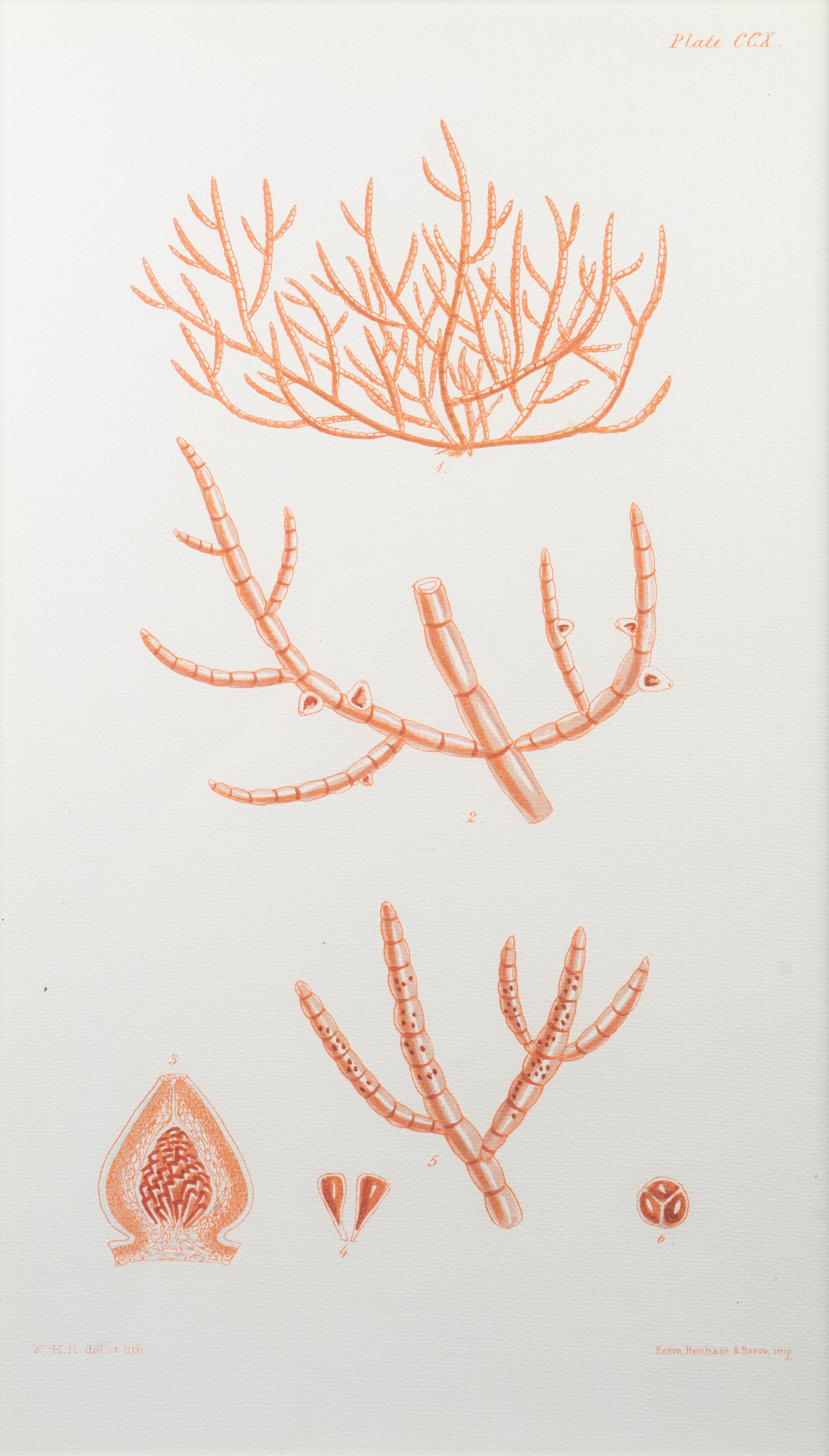 A Set of Three Framed Decorative Prints of Coral — 20TH CENTURY