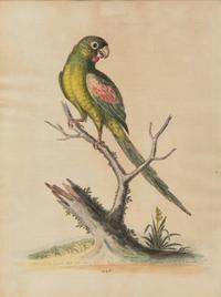 A Set of Twelve Hand-Colored Engravings of Parrots from A Natural History of Uncommon Birds by George Edwards (English, 1694-1773)