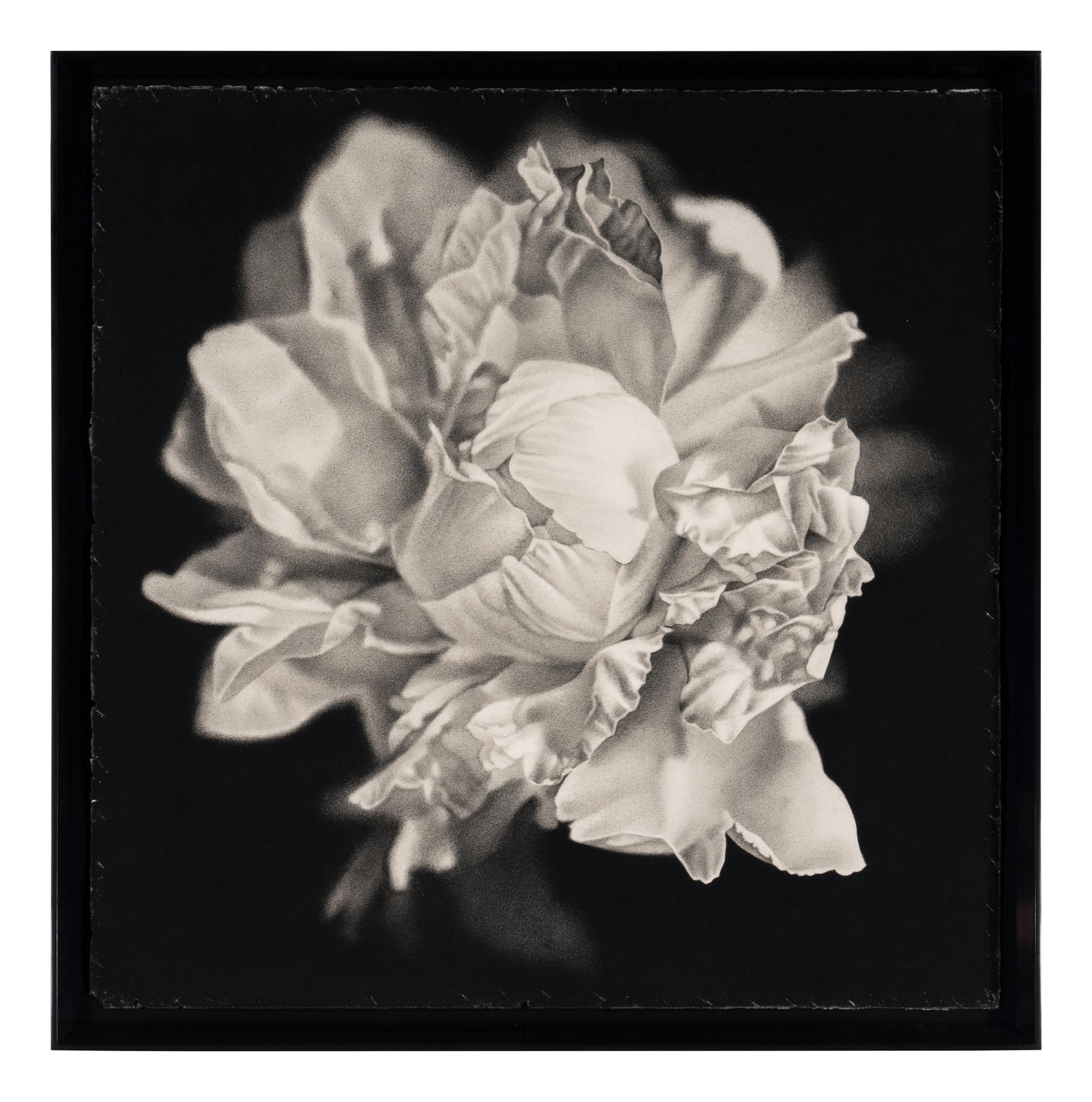 Bloom #2, 2003