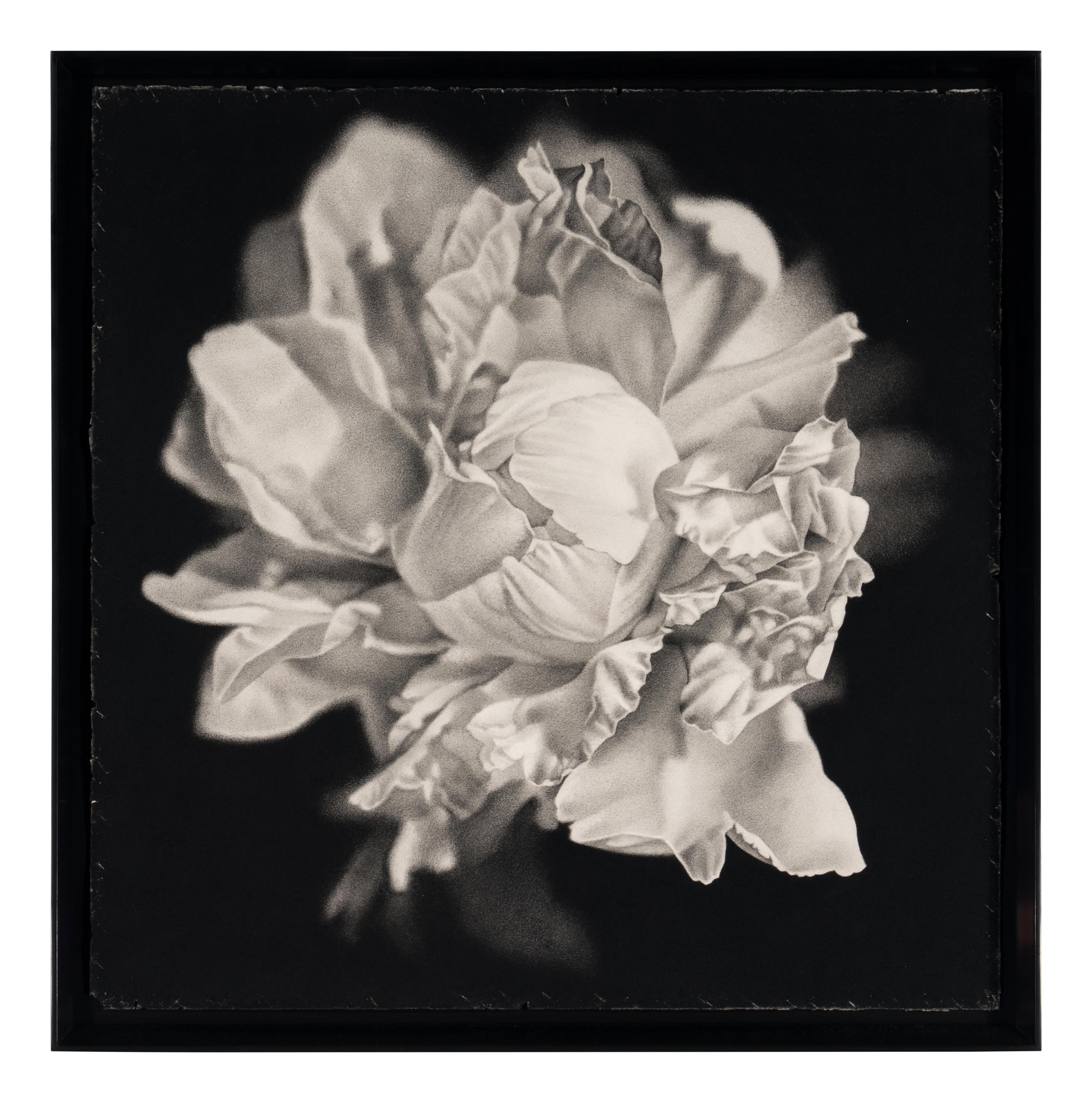 Bloom #2, 2003