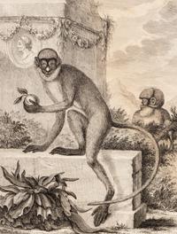 A Collection of Twelve Georges-Louis Leclerc Monkey Engravings from Histoire Naturelle