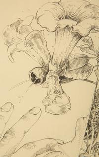 Trumpet Vine