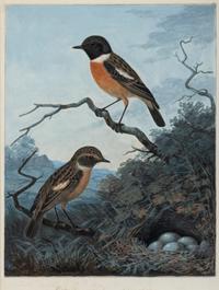 Sydenham Teast Edwards (British, 1768-1819)