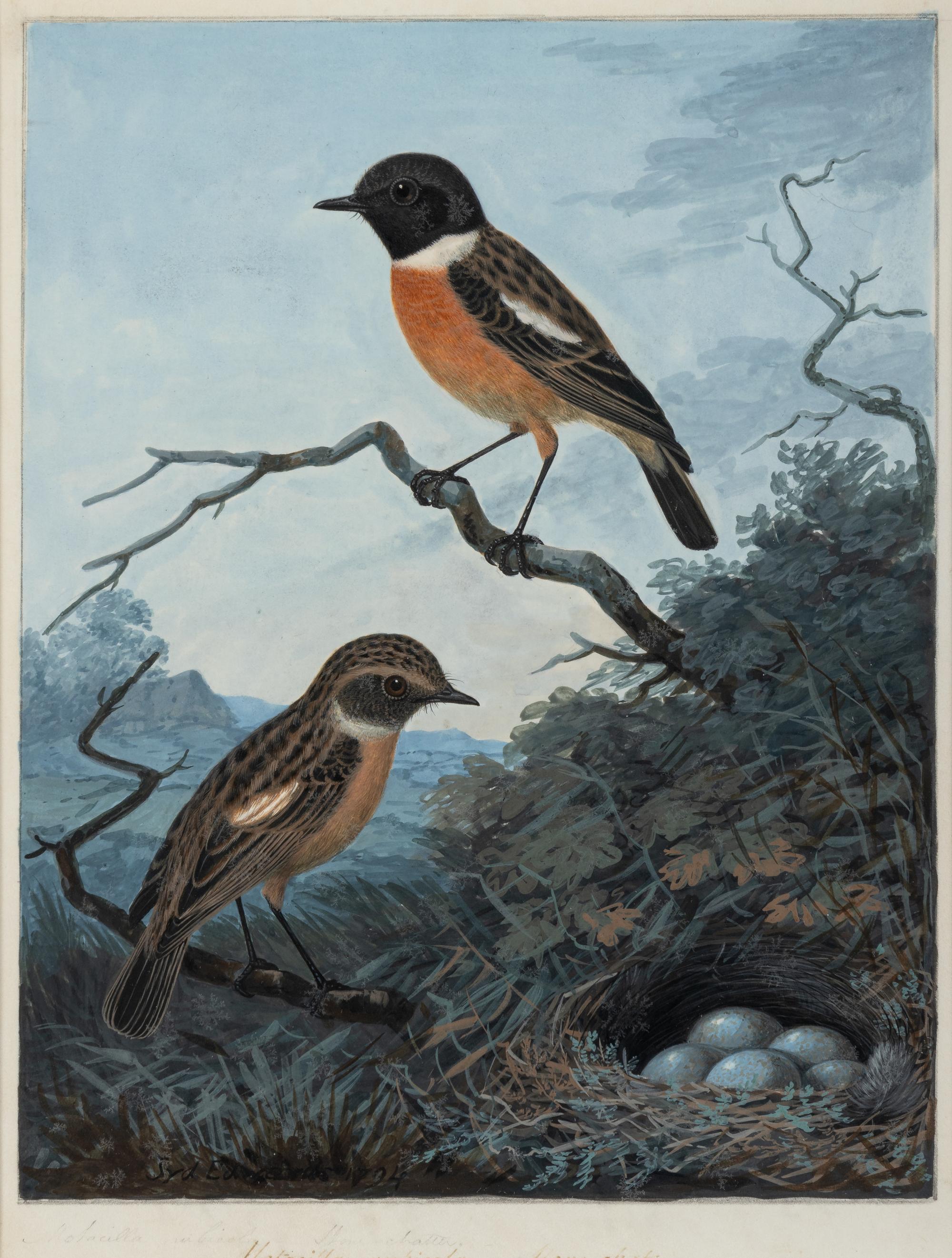 Sydenham Teast Edwards (British, 1768-1819)
