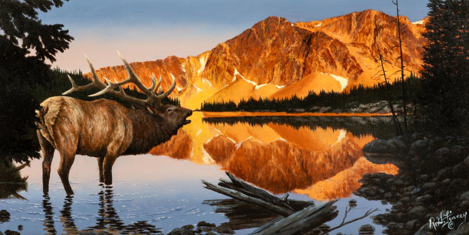 Elk on the Medicine Bow