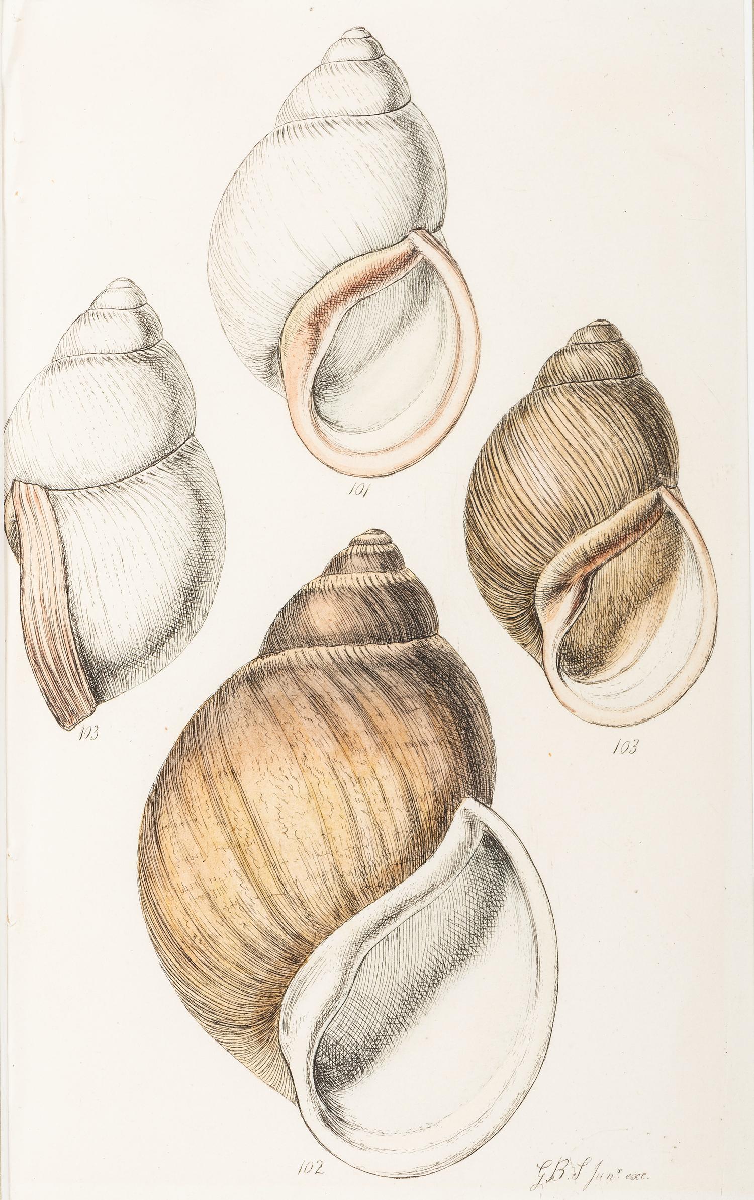 Thirteen Hand-Colored Shell Engravings