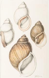 Thirteen Hand-Colored Shell Engravings