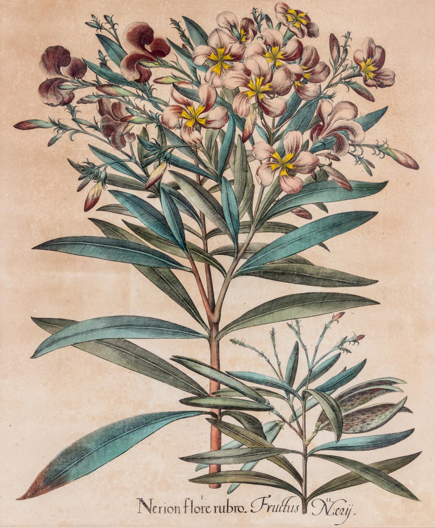 BESLER, BASILIUS. I. Nerion flore rubro, II. Fructus Nery. From Hortus Eystettensis, c. 1620.