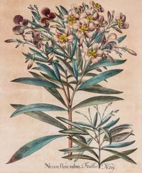 BESLER, BASILIUS. I. Nerion flore rubro, II. Fructus Nery. From Hortus Eystettensis, c. 1620.