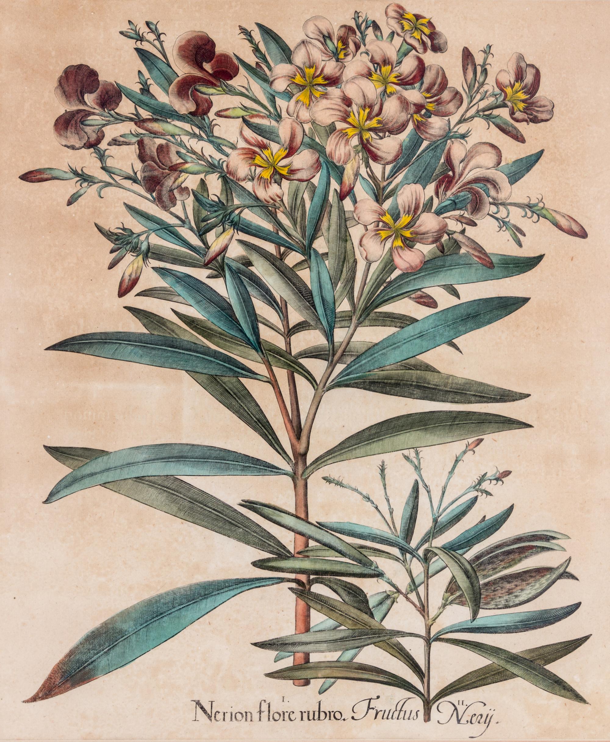 BESLER, BASILIUS. I. Nerion flore rubro, II. Fructus Nery. From Hortus Eystettensis, c. 1620.