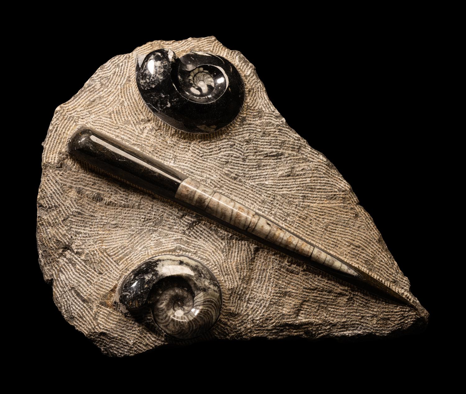 An Orthoceras and Ammonite Fossil Stone and Crystal Quartz Geode