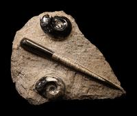 An Orthoceras and Ammonite Fossil Stone and Crystal Quartz Geode