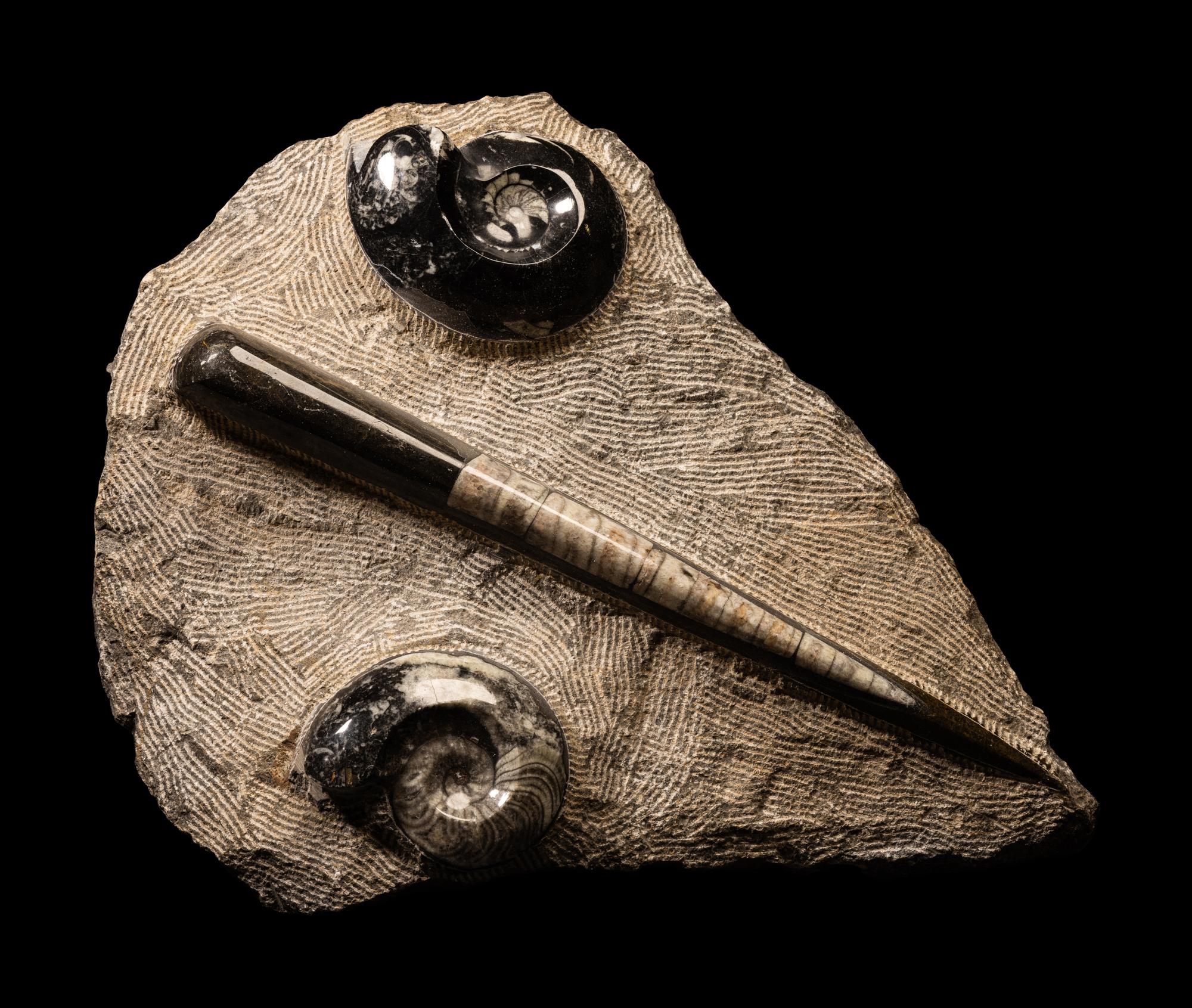 An Orthoceras and Ammonite Fossil Stone and Crystal Quartz Geode