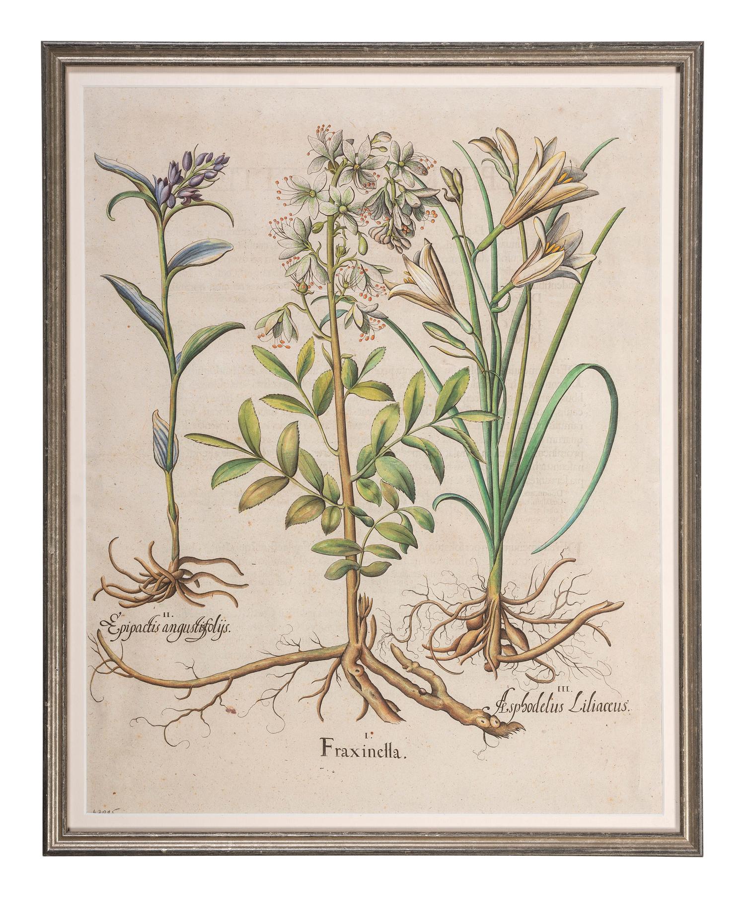 Three Hand-Colored Botanical Engravings