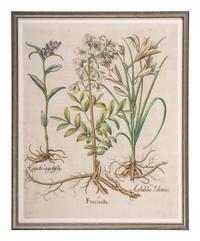 Three Hand-Colored Botanical Engravings