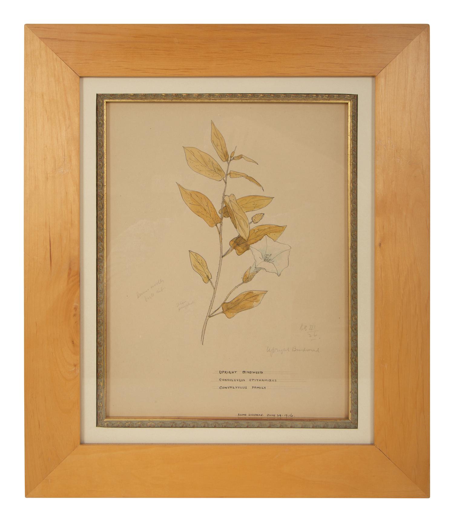 Eighteen Botanical Watercolors