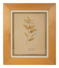 Eighteen Botanical Watercolors