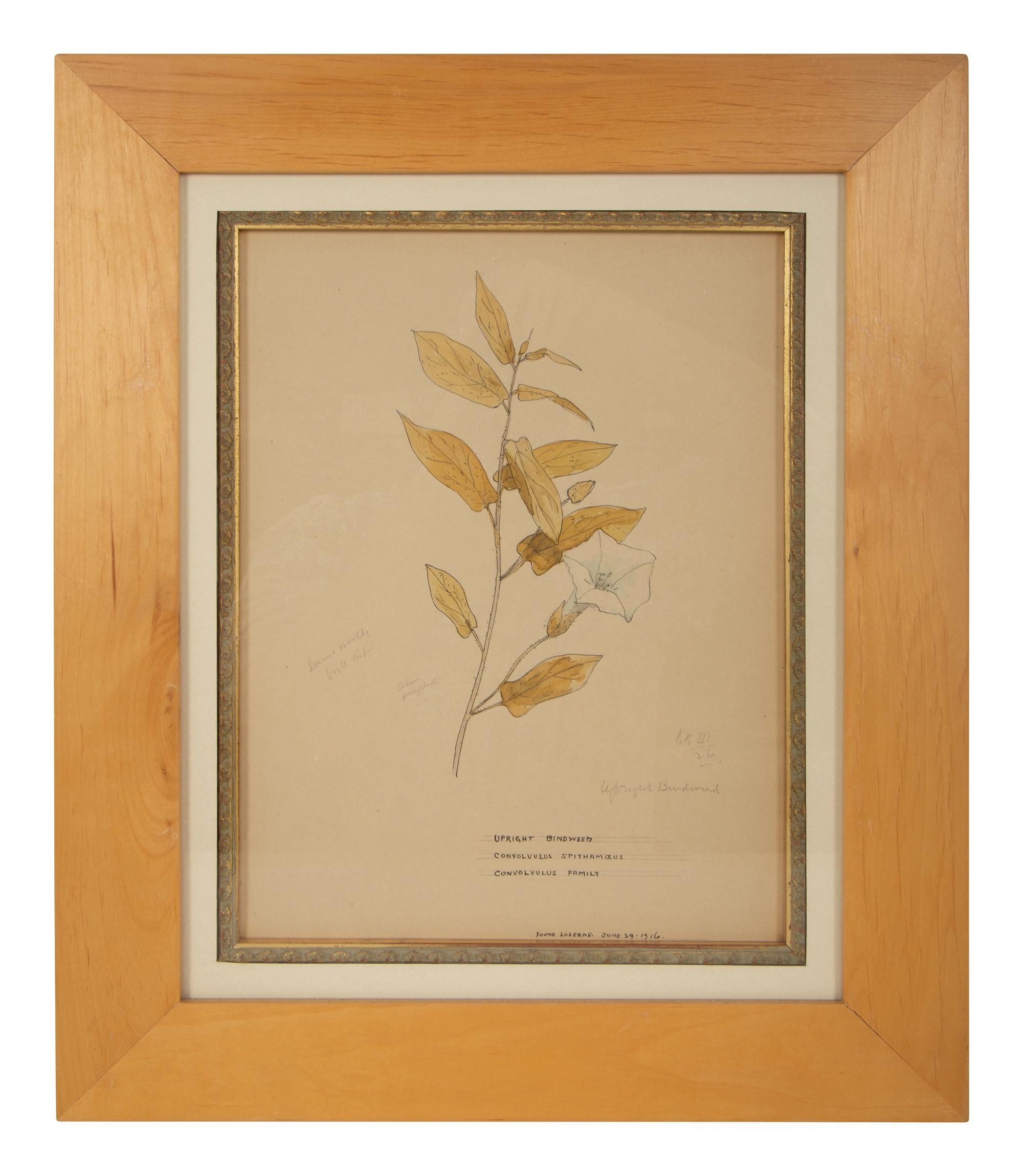 Eighteen Botanical Watercolors