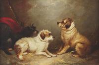 Terriers