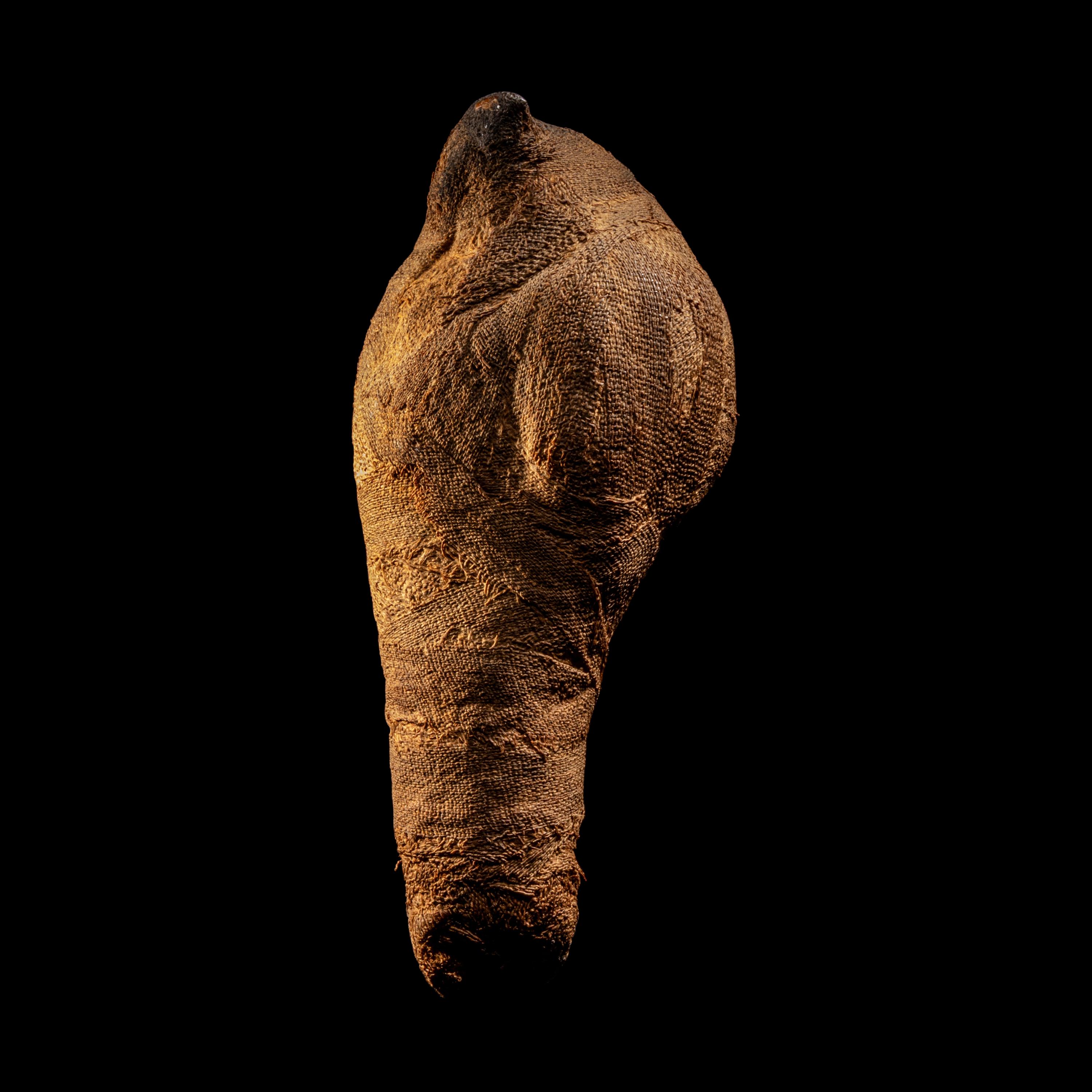 An Egyptian Mummified Falcon