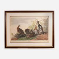 [Prints] Audubon, J(ohn). J(ames). Spotted or Canada Grouse
