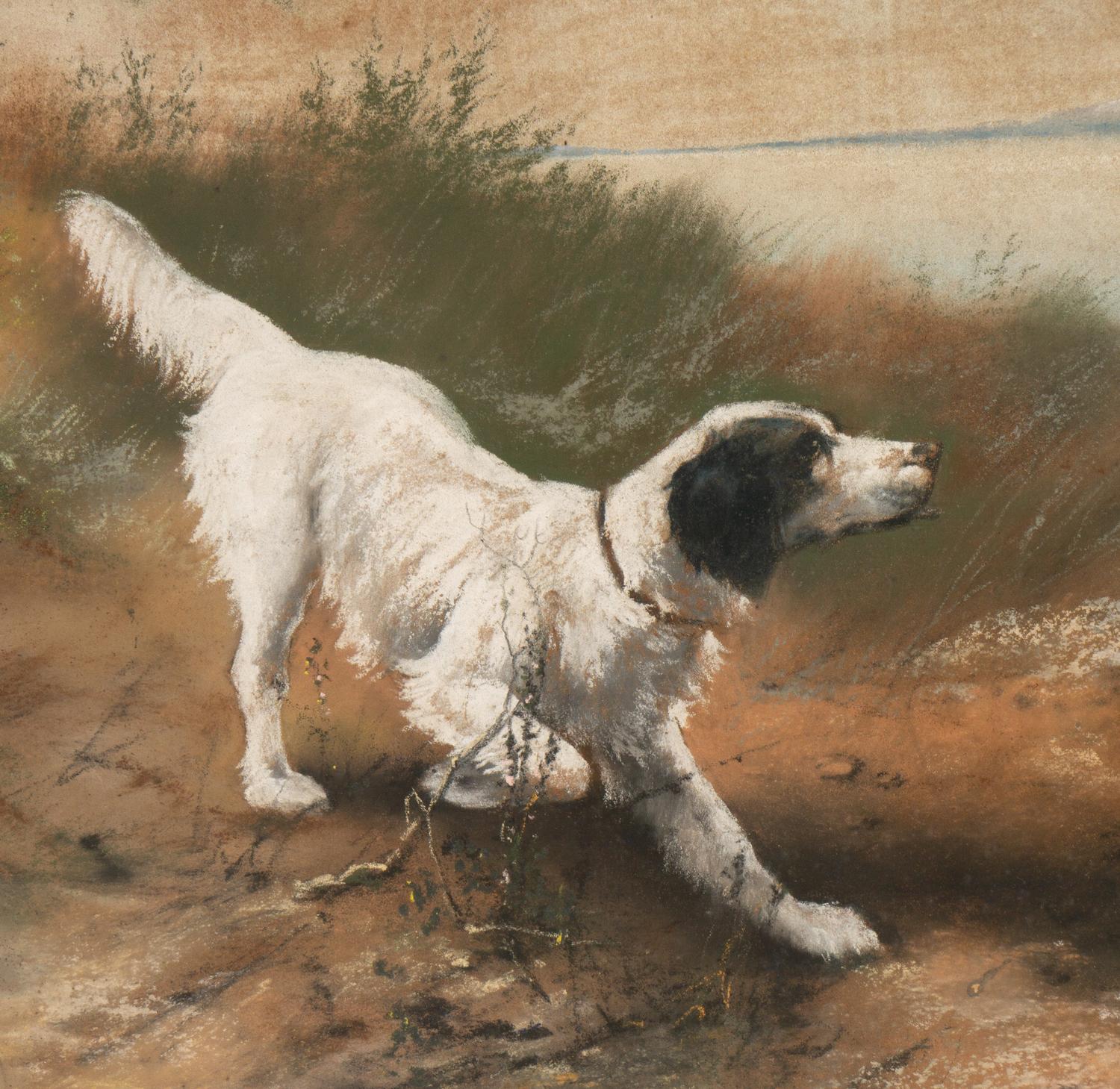 Spaniel