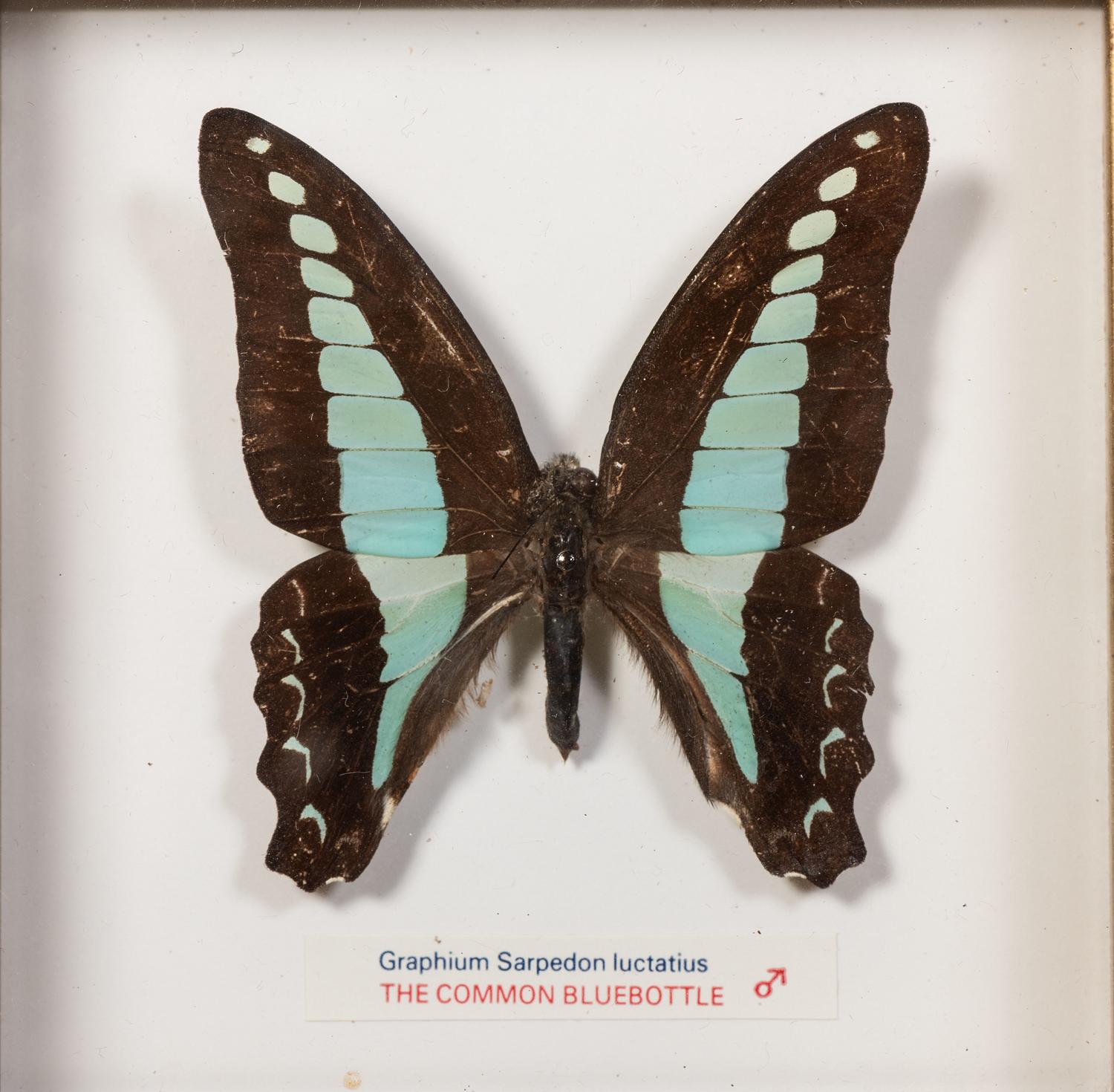 Thirty-One Framed Lepidopterological Specimens
