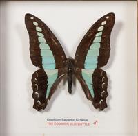 Thirty-One Framed Lepidopterological Specimens