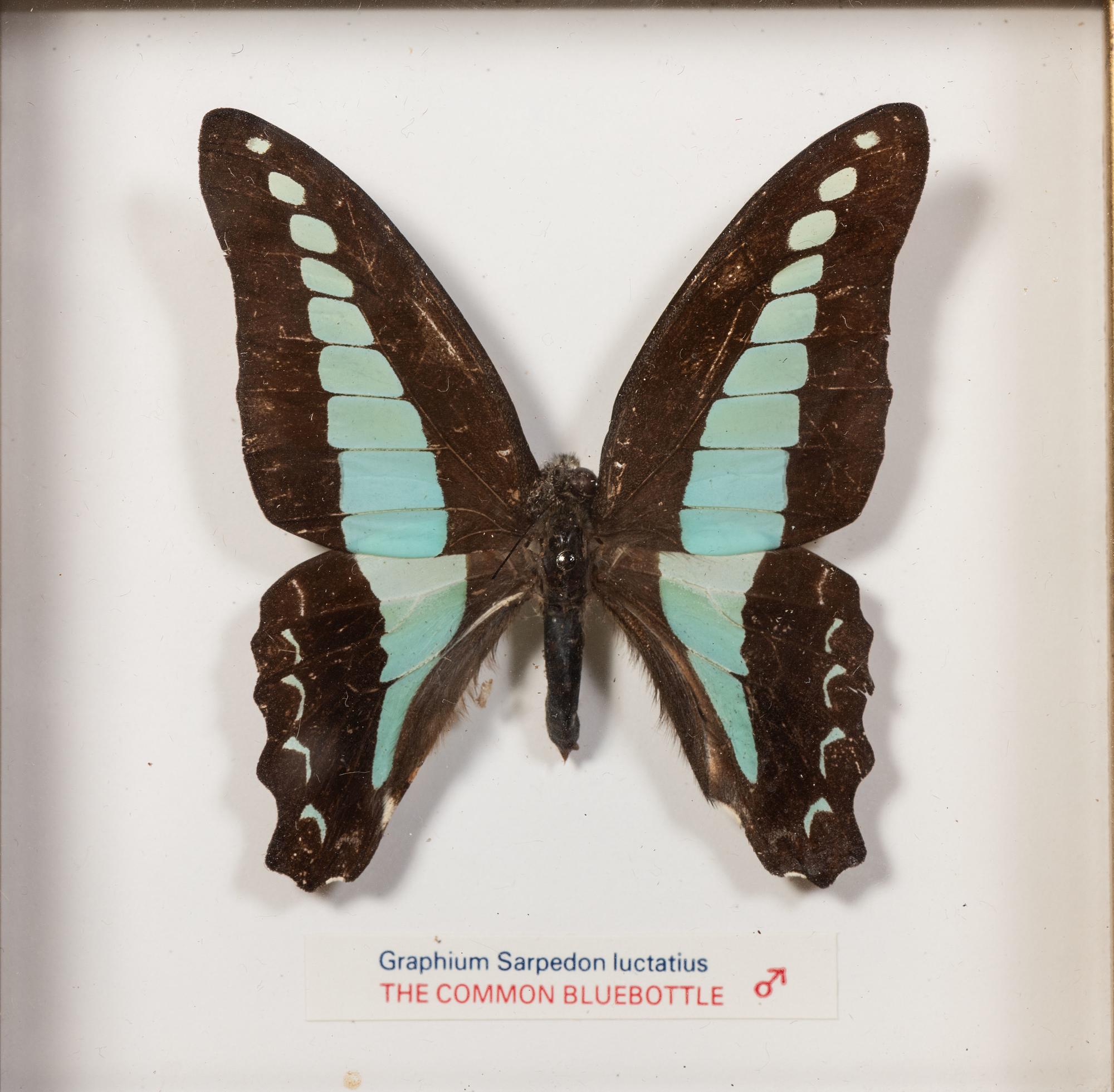 Thirty-One Framed Lepidopterological Specimens
