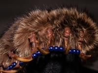 Northern Plains Bear Claw Necklace