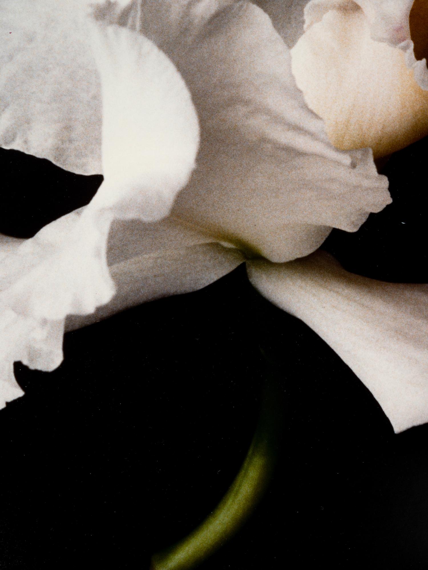 White Orchid One and Untitled (A Pair of Works)