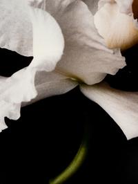 White Orchid One and Untitled (A Pair of Works)