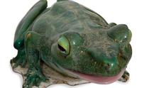 A Pair of Large Glazed Ceramic Frogs