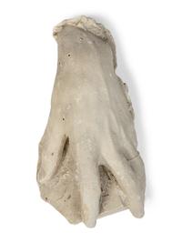 A Cast Plaster Model of a Hand
